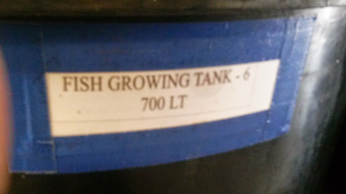 Indonesia marine fish growing tank