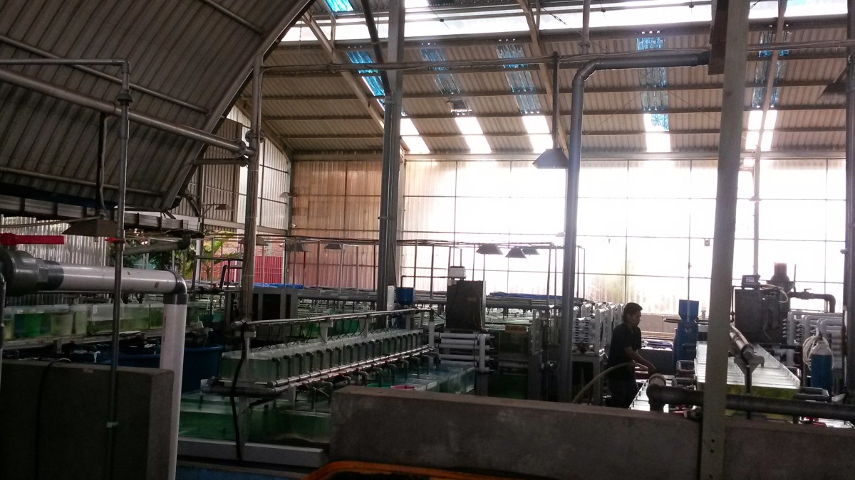 Indonesia Marine Fish & Corals Export