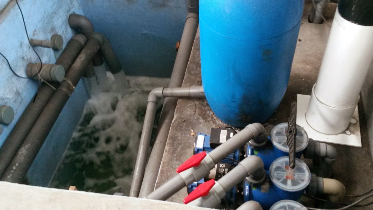 Indonesia Marine Fish & Corals Export