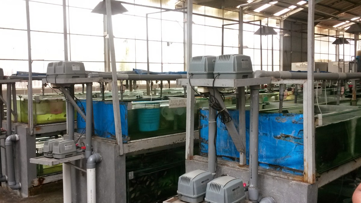 Indonesia Marine Fish & Corals Export