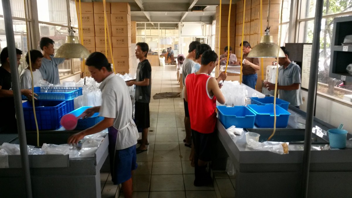 Indonesia Marine Fish & Corals Export Packing Facilities