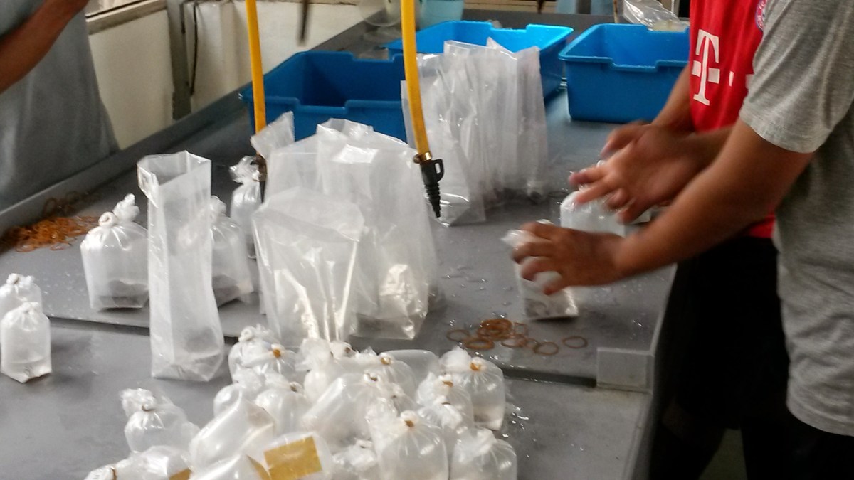 Indonesia Marine Fish & Corals Export Packing Facilities