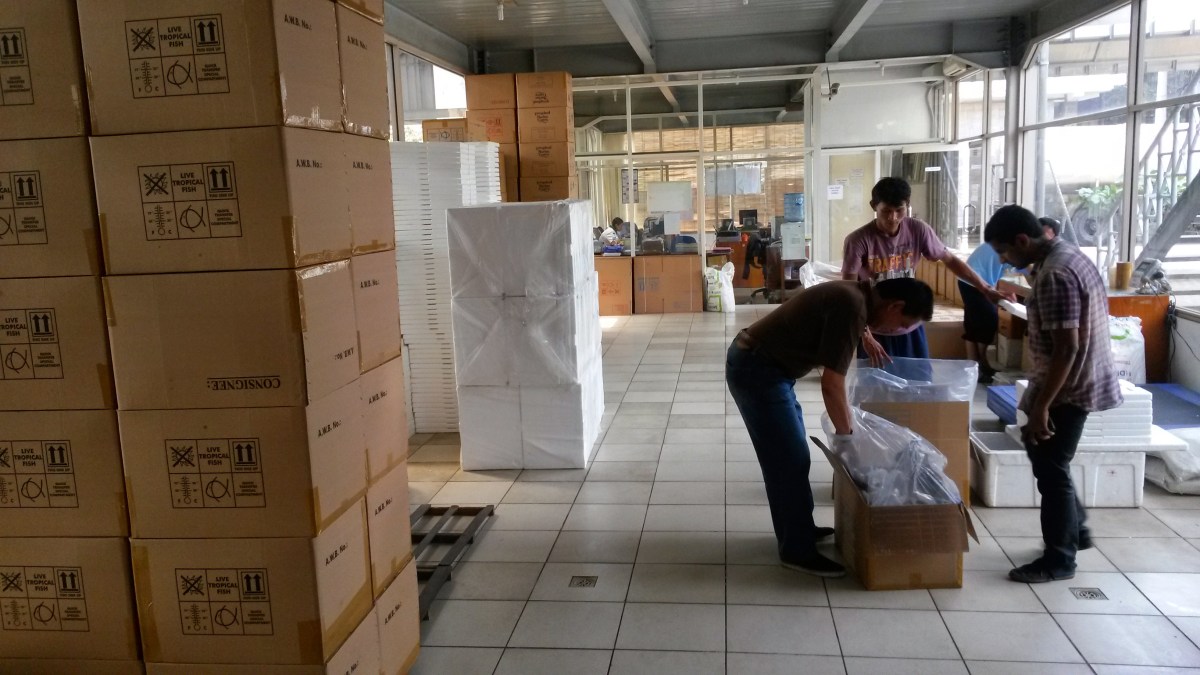 Indonesia Marine Fish & Corals Export Packing