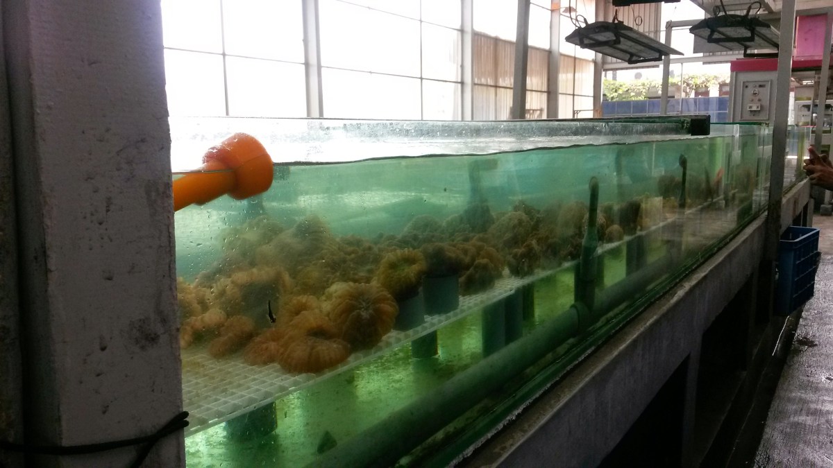 Indonesia Corals Facilities