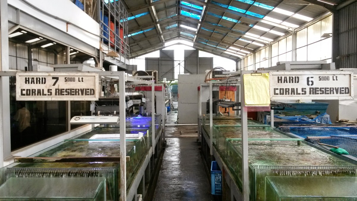 Indonesia Corals Facilities