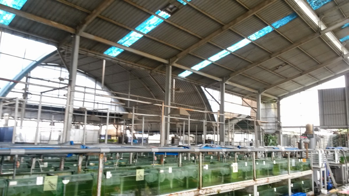 Indonesia Marine Fish Facilities