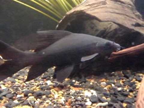 black shark