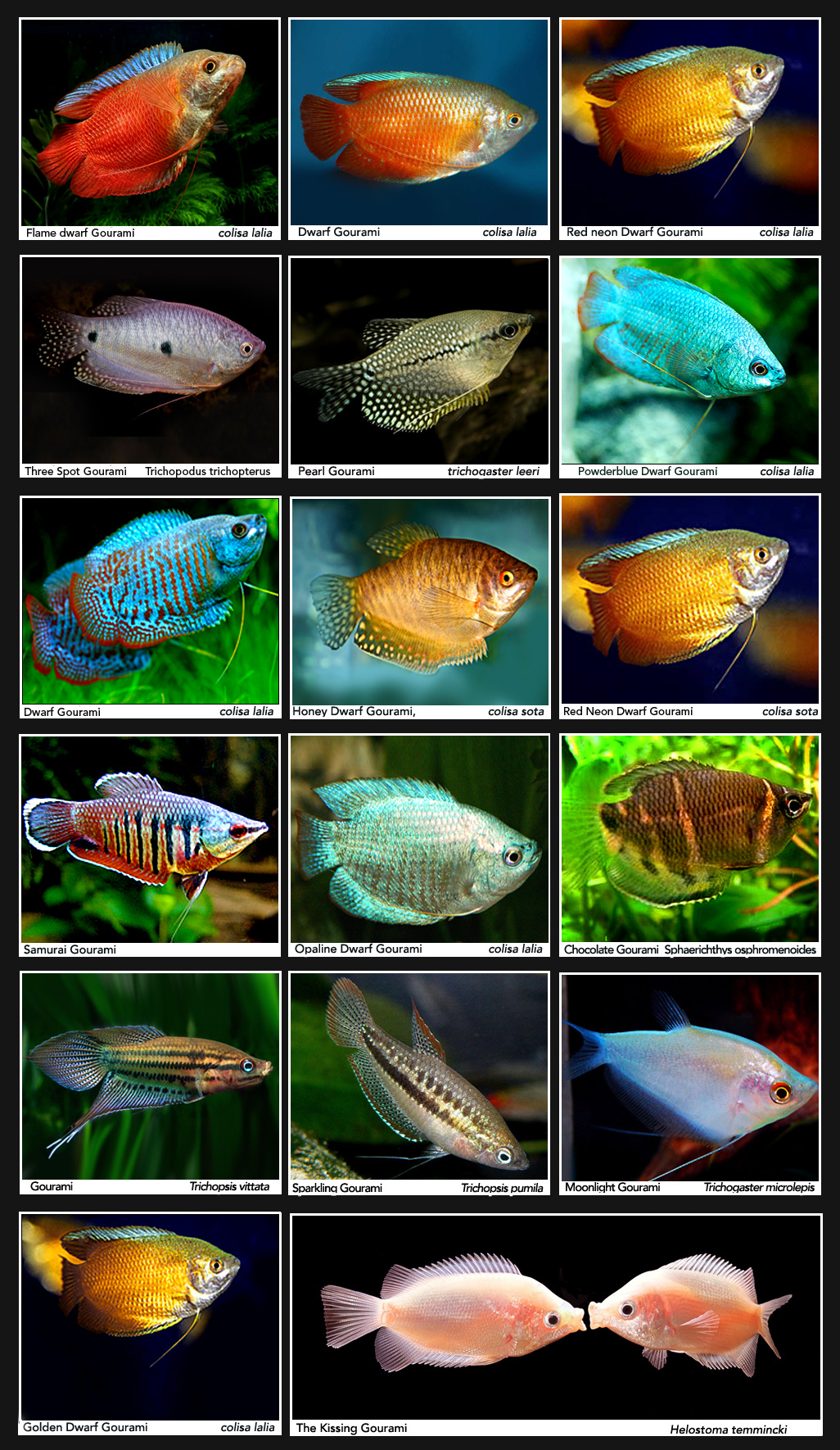Discus Fish Stocklist | WHOLESALE INDONESIA TROPICAL FISH / AQUARIUM ...