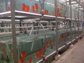 Discus Fish Farm
