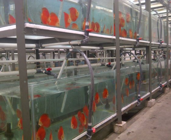 Discus Fish Farm
