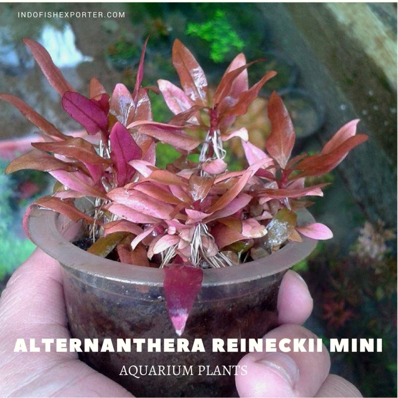 Alternanthera Reineckii Mini plants