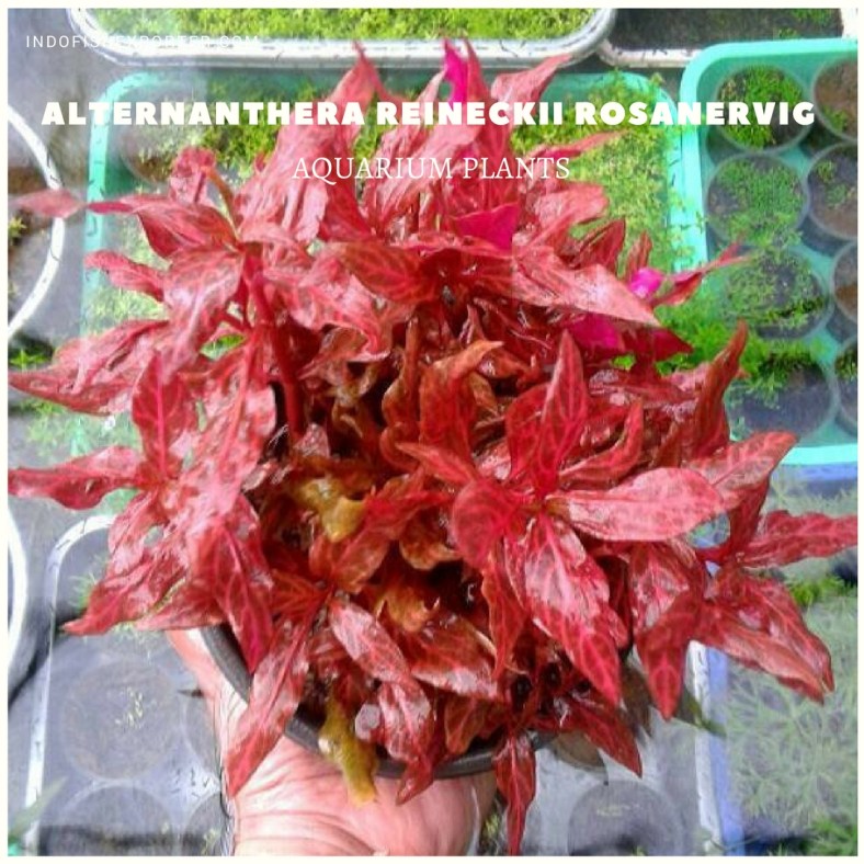 Alternanthera Reineckii Rosanervig plants
