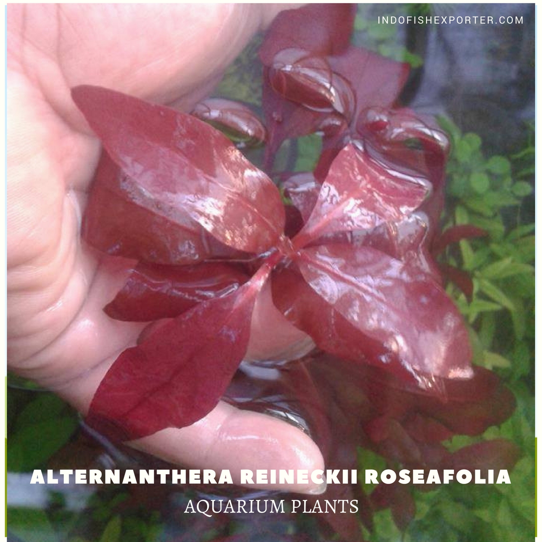 Alternanthera Reineckii Roseafolia plants, aquarium plants, live aquarium plants