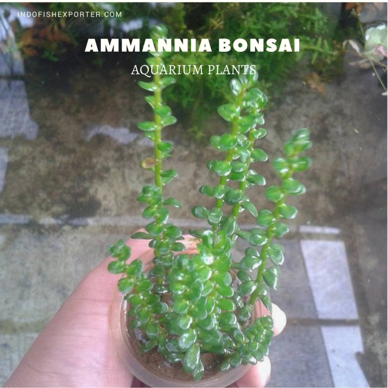 Ammannia Bonsai plants