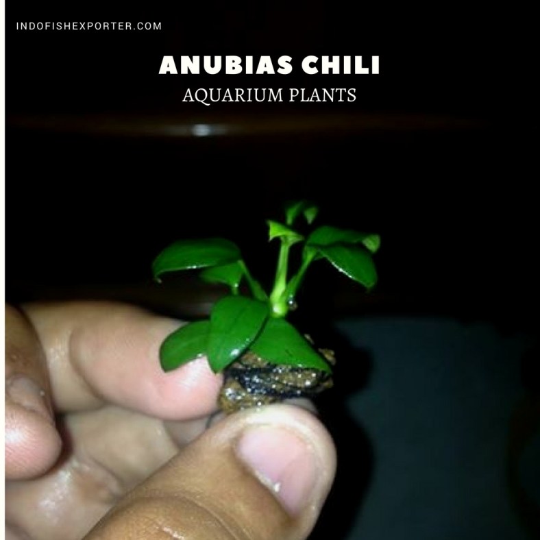 Anubias Chili plants