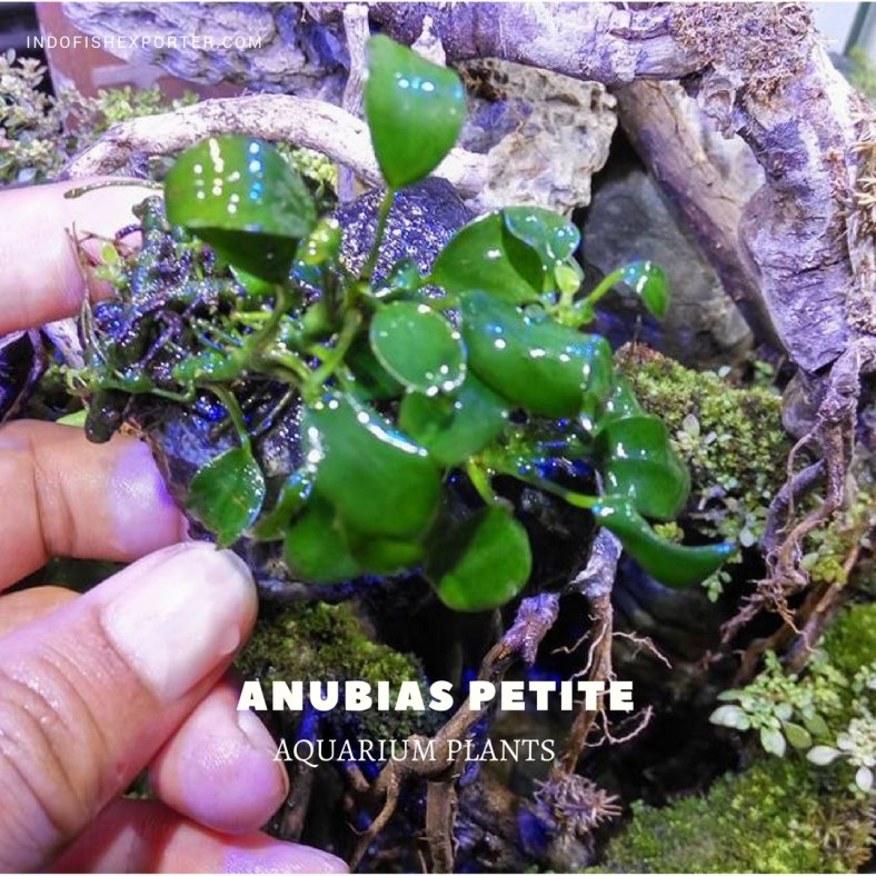 Anubias Petite plants