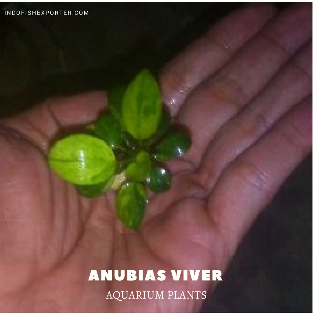 Anubias Viver plants, aquarium plants, live aquarium plants