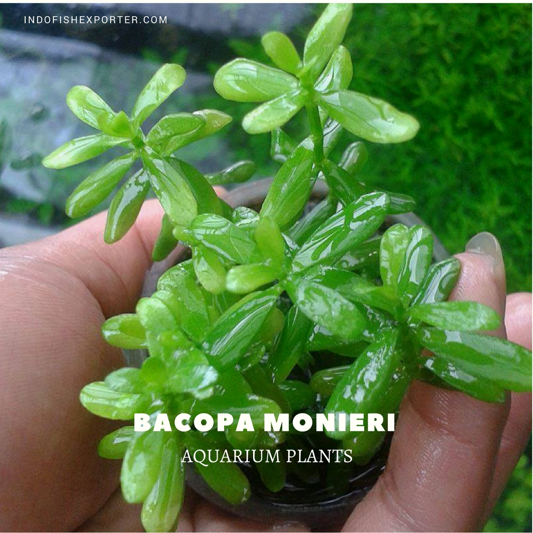 BACOPA MONIERI plants, aquarium plants, live aquarium plants