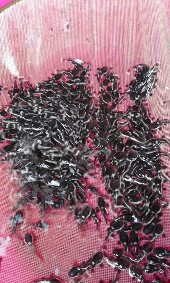 RTC (Red Tail Catfish) | WHOLESALE INDONESIA TROPICAL FISH / AQUARIUM ...