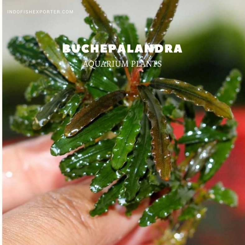Buchepalandra plants