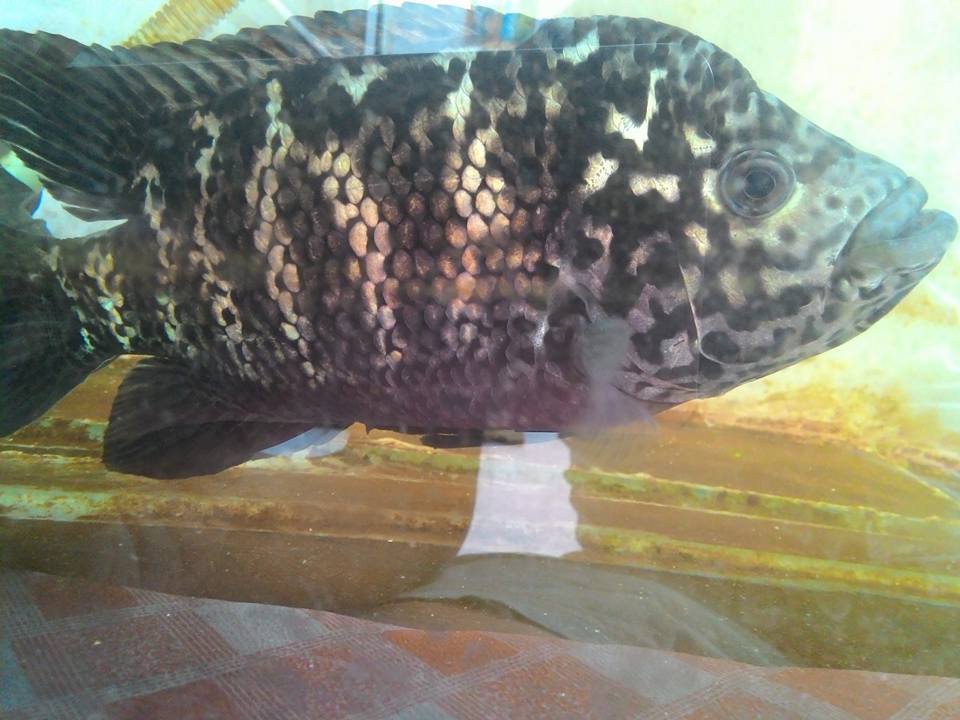 Cuban Cichlid (Nandopsis tetracanthus) | WHOLESALE INDONESIA TROPICAL ...