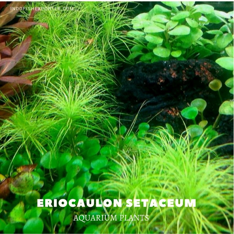 Eriocaulon Setaceum plants