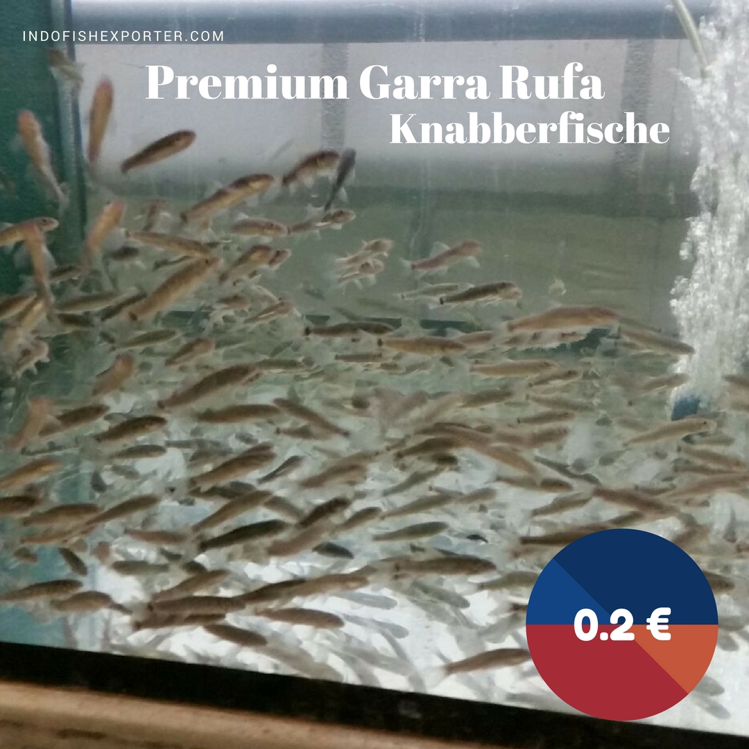 Premium Garra Rufa / Knabberfische (For sale!) | WHOLESALE INDONESIA ...
