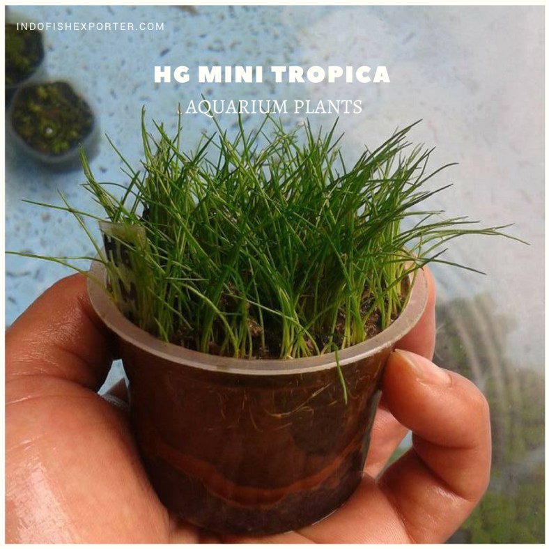 HG MINI TROPICA plants