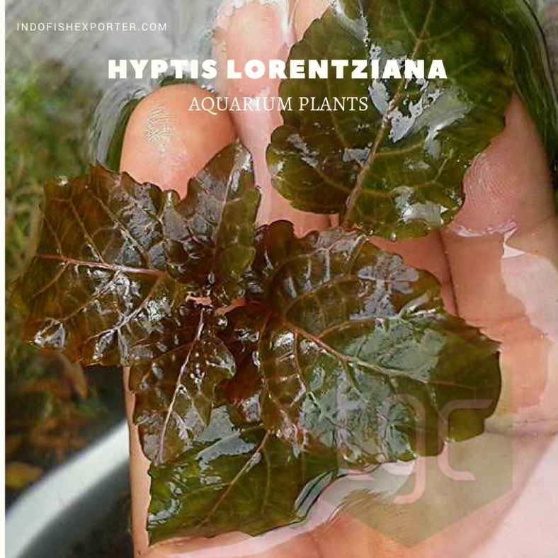 Hyptis Lorentziana plants