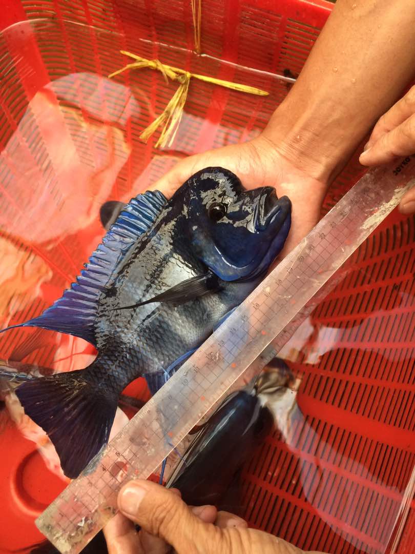 Tropheus Moba Cichlid