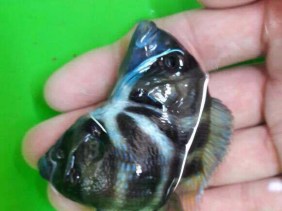 Tropheus Moba Cichlid