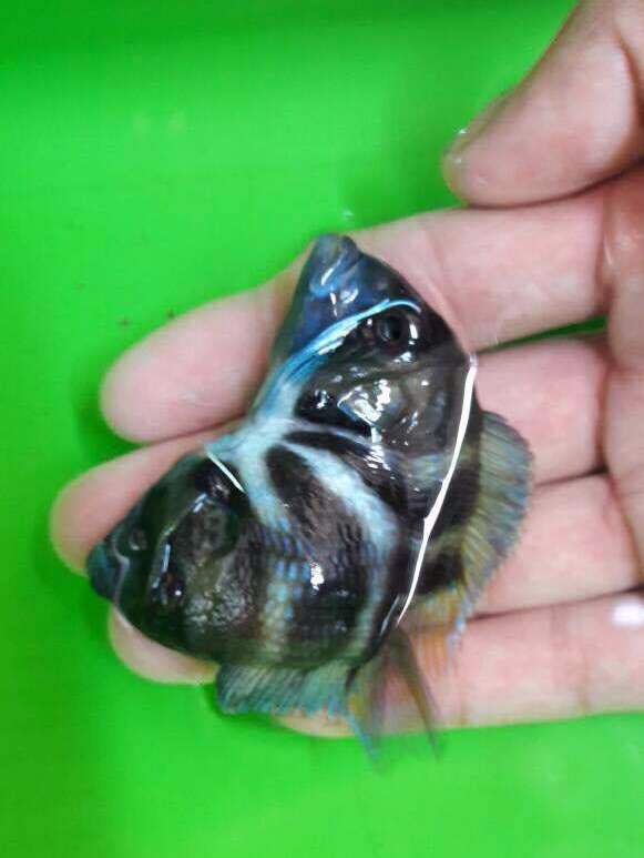 Tropheus Moba Cichlid