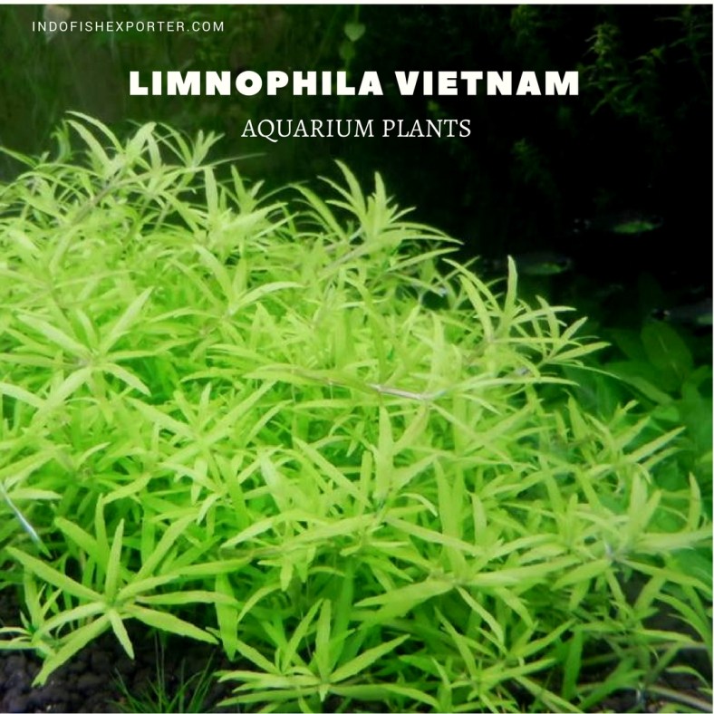 LIMNOPHILA VIETNAM plants