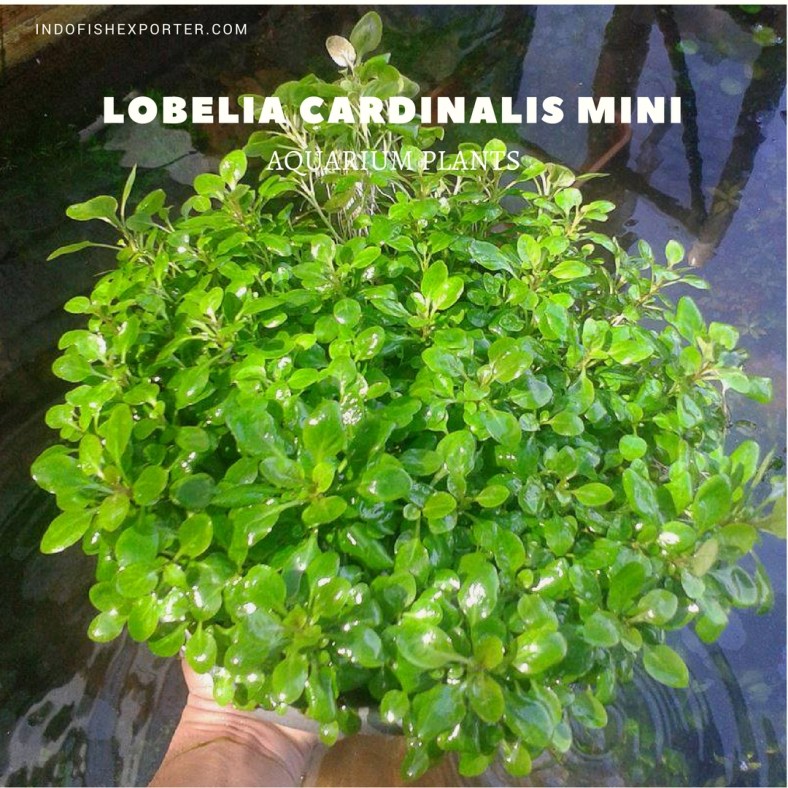 Lobelia Cardinalis Mini plants