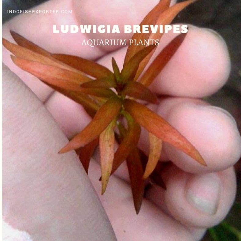 Ludwigia Brevipes plants