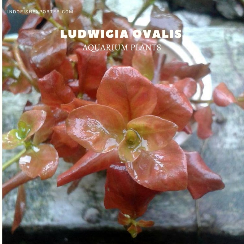 Ludwigia Ovalis plants