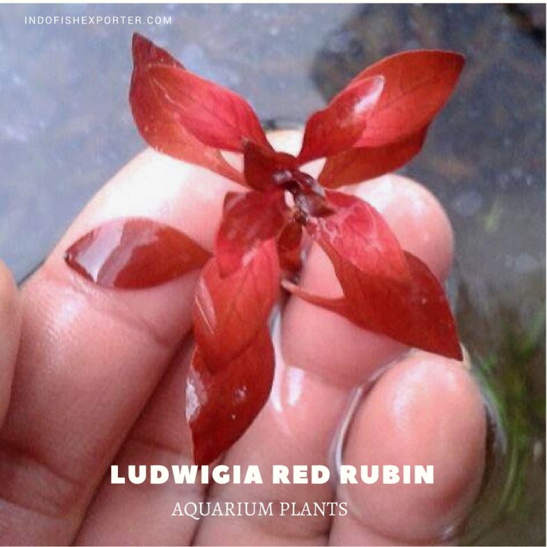 Ludwigia Red Rubin plants