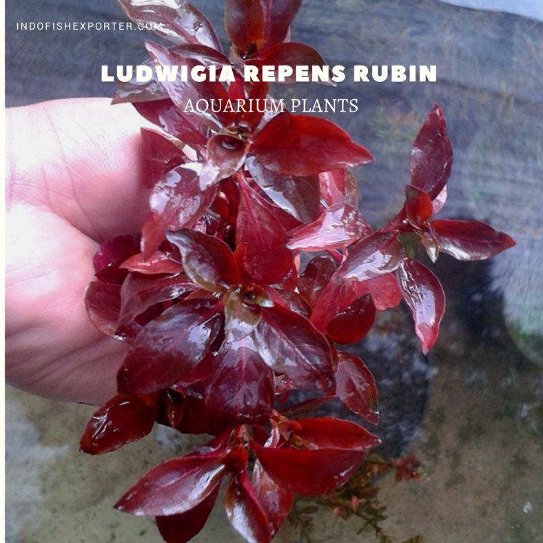 Ludwigia Repens Rubin plants