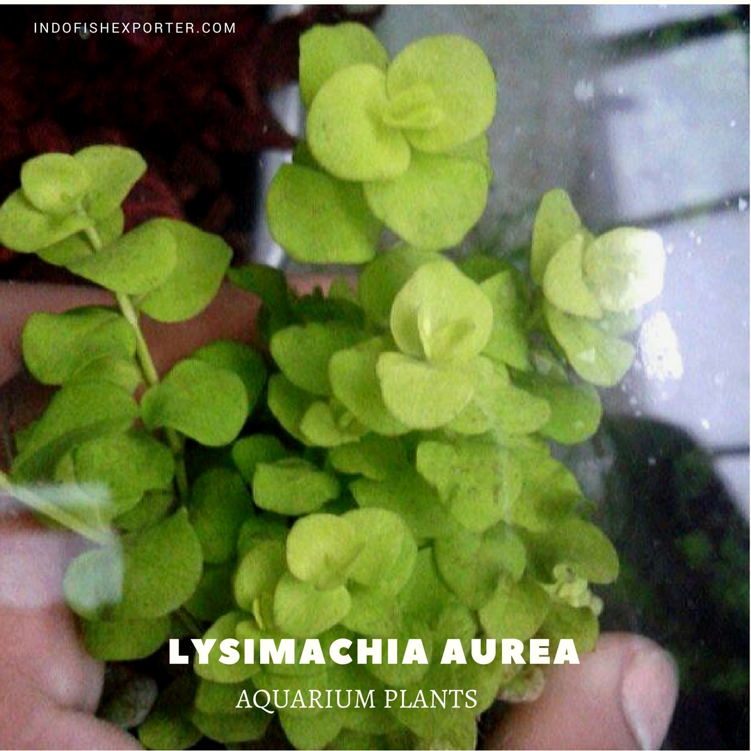 Lysimachia Aurea plants, aquarium plants, live aquarium plants