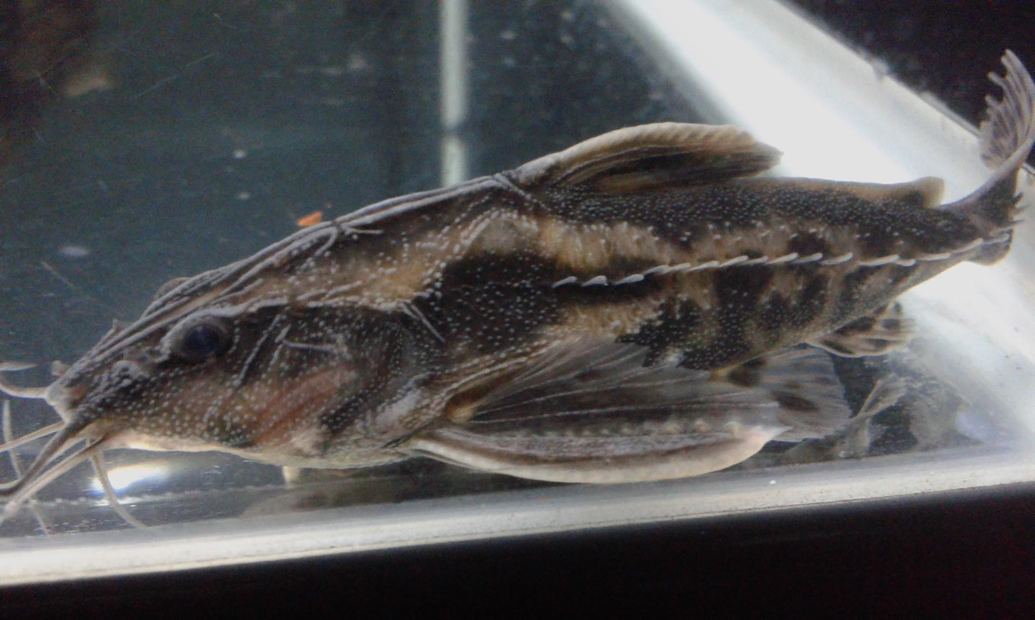 Large Raphael Catfish Giant Raphael Catfish / Giant Talking Catfish (Megalodoras uranoscopus ...