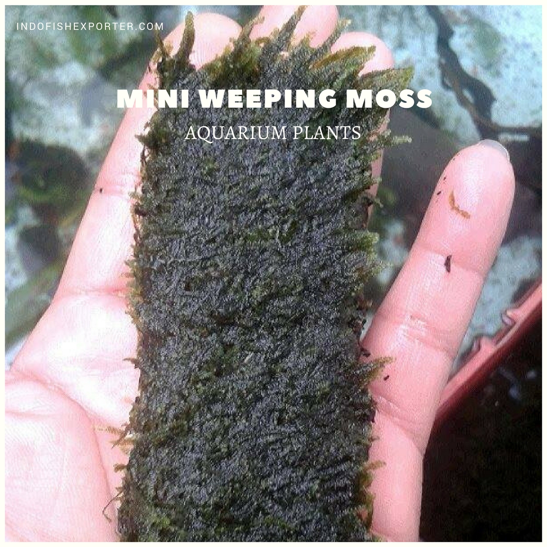 MINI WEEPING MOSS plants, aquarium plants, live aquarium plants