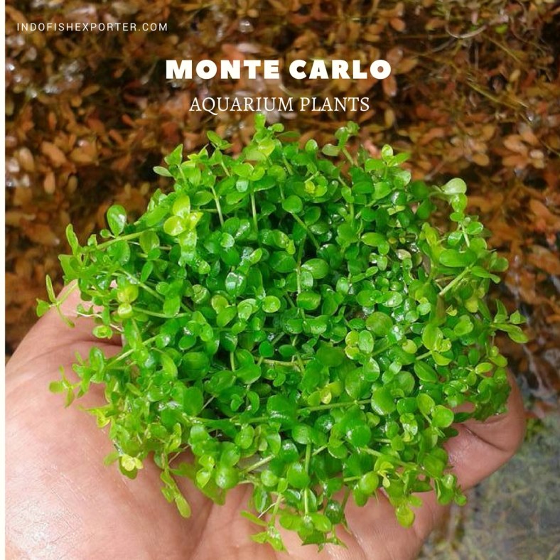 MONTE CARLO plants