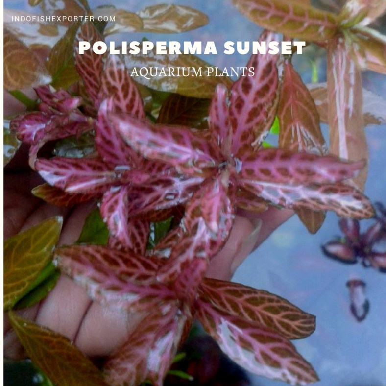 Polisperma Sunset plants
