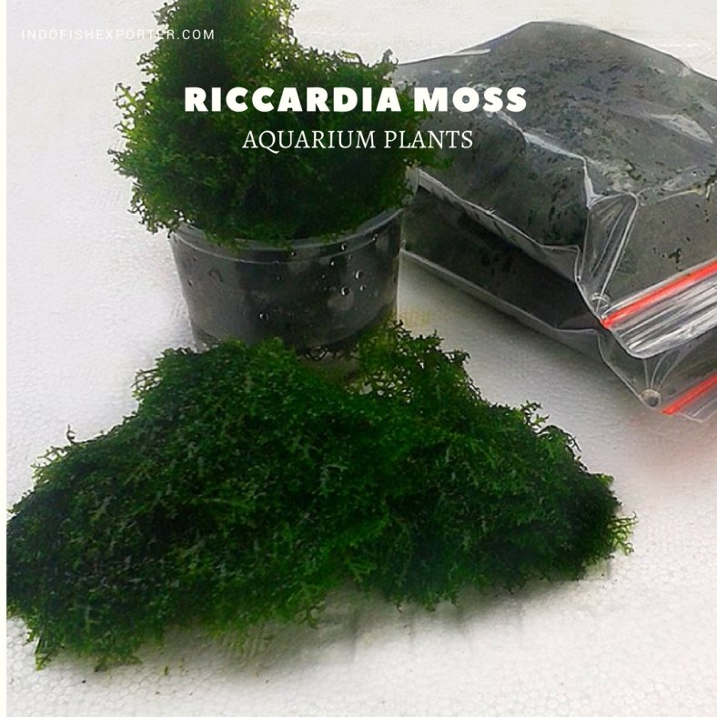 Riccardia Moss plants