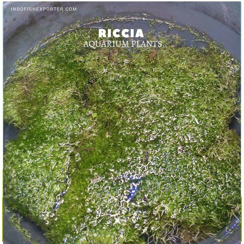 Riccia plants