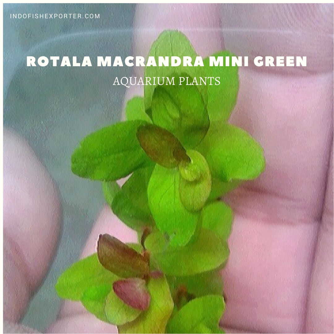 ROTALA MACRANDRA MINI GREEN plants, aquarium plants, live aquarium plants