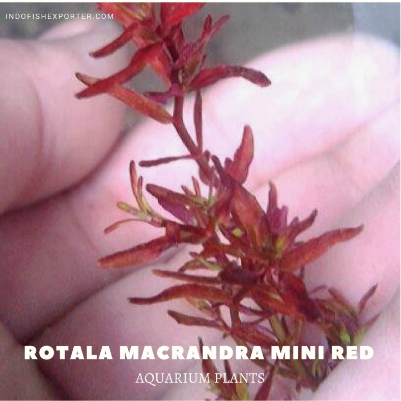 Rotala Macrandra Mini Red plants