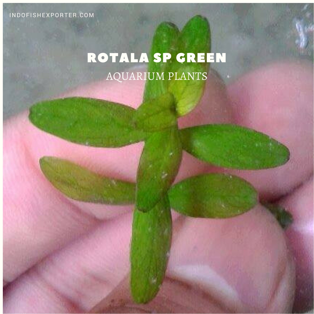 Rotala sp Green plants, aquarium plants, live aquarium plants