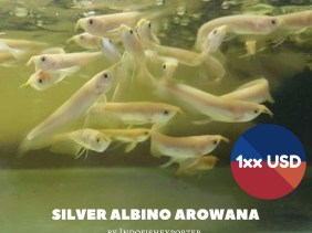 Albino Silver Arowana