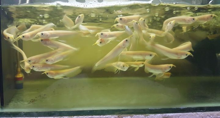 silver-albino-arowana-3.jpg